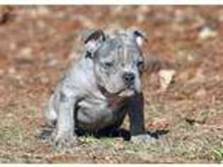 Mutt Puppy for sale in Trion, GA, USA