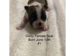 Boston Terrier Puppy for sale in Humansville, MO, USA