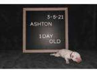 Mutt Puppy for sale in Richland, WA, USA
