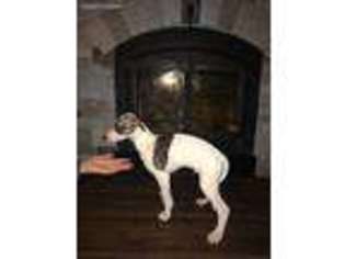Whippet Puppy for sale in Columbia, MO, USA