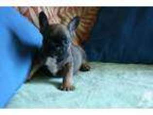 French Bulldog Puppy for sale in LAGUNA BEACH, CA, USA