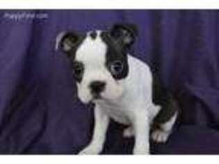 Boston Terrier Puppy for sale in Molalla, OR, USA