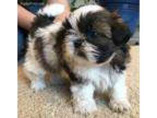 Mutt Puppy for sale in Roswell, NM, USA