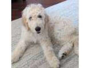 Goldendoodle Puppy for sale in Warrensburg, MO, USA