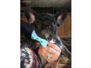 French Bulldog Puppy for sale in Springtown, TX, USA