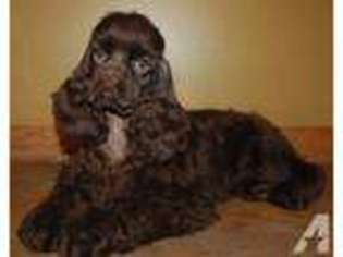 Cocker Spaniel Puppy for sale in ONEONTA, NY, USA