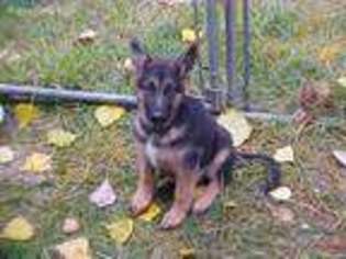 German Shepherd Dog Puppy for sale in Valley, WA, USA