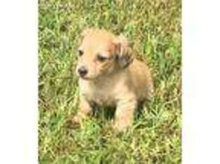 Dachshund Puppy for sale in Fort Valley, GA, USA