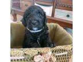 Labradoodle Puppy for sale in Goleta, CA, USA