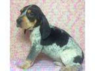 Bluetick Coonhound Puppy for sale in Westerville, OH, USA
