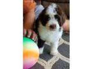 Mutt Puppy for sale in Boyd, TX, USA