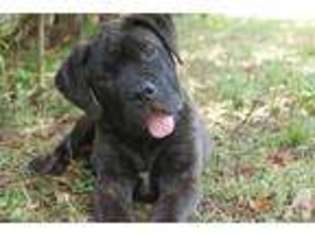Bullmastiff Puppy for sale in LOCUST GROVE, GA, USA