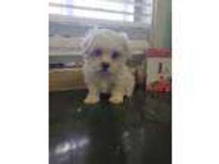 Maltese Puppy for sale in Galivants Ferry, SC, USA