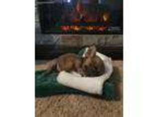 Chihuahua Puppy for sale in Culbertson, NE, USA