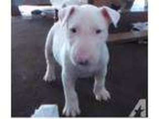 Bull Terrier Puppy for sale in PATCHOGUE, NY, USA