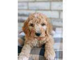 Goldendoodle Puppy for sale in Fort Worth, TX, USA