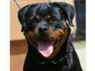 Rottweiler Puppy for sale in Fulton, NY, USA