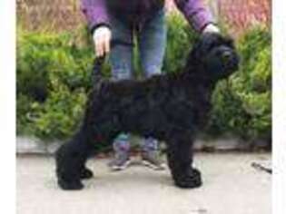 Black Russian Terrier Puppy for sale in Hamburg, NJ, USA