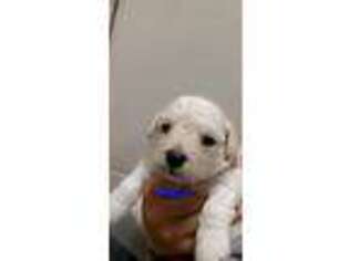 Bichon Frise Puppy for sale in Deltona, FL, USA