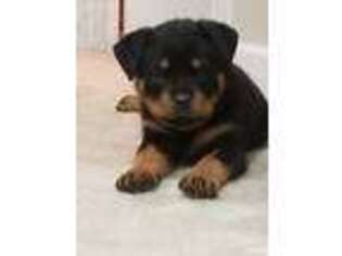 Rottweiler Puppy for sale in Duanesburg, NY, USA