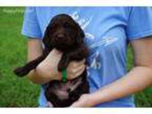 Boykin Spaniel Puppy for sale in Scottsboro, AL, USA