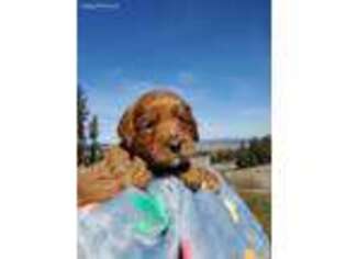 Labradoodle Puppy for sale in Spokane, WA, USA