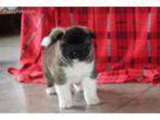 Akita Puppy for sale in Plummer, ID, USA