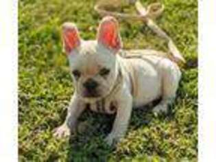 French Bulldog Puppy for sale in Langston, AL, USA
