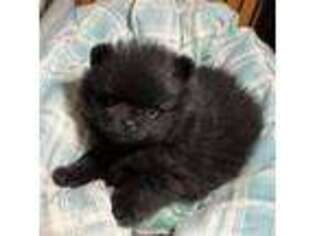 Pomeranian Puppy for sale in Fort Wayne, IN, USA