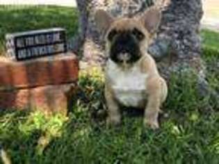 French Bulldog Puppy for sale in Torrance, CA, USA