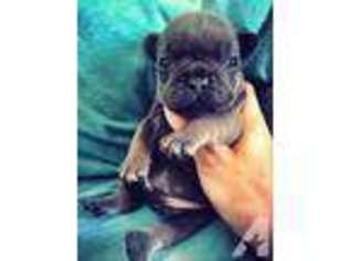 French Bulldog Puppy for sale in THORNTON, PA, USA