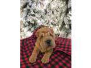 Mutt Puppy for sale in Sauk Centre, MN, USA