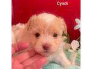 Havanese Puppy for sale in Arab, AL, USA
