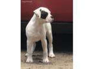 American Bulldog Puppy for sale in Dunnellon, FL, USA