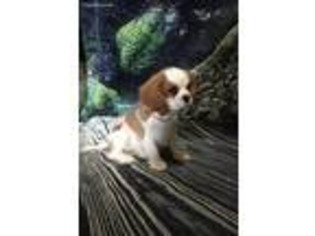 Cavalier King Charles Spaniel Puppy for sale in Merlin, OR, USA
