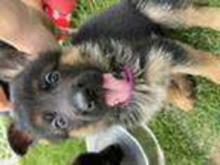 German Shepherd Dog Puppy for sale in Florence, NJ, USA