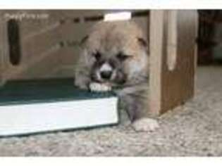 Shiba Inu Puppy for sale in Greentop, MO, USA