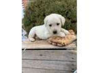 Labrador Retriever Puppy for sale in Middlebury, IN, USA