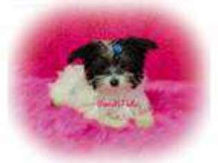 Maltese Puppy for sale in Sallisaw, OK, USA