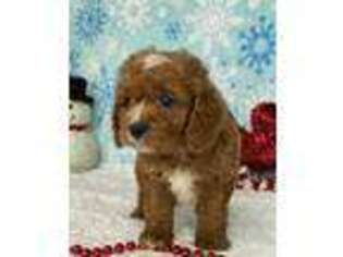 Cavapoo Puppy for sale in Dalton, OH, USA