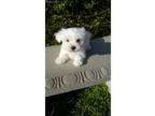 Maltese Puppy for sale in Louise, TX, USA