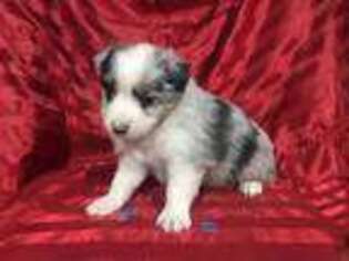 Miniature Australian Shepherd Puppy for sale in Clinton, MO, USA