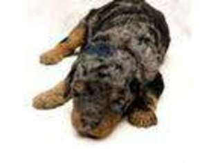 Mutt Puppy for sale in Anderson, CA, USA