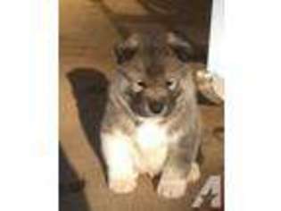 Siberian Husky Puppy for sale in GLADEWATER, TX, USA