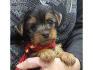 Yorkshire Terrier Puppy for sale in Lansing, IA, USA