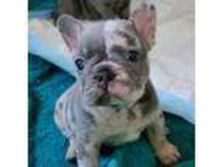 French Bulldog Puppy for sale in Yucaipa, CA, USA