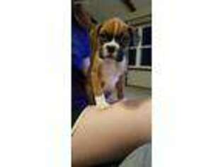 Boxer Puppy for sale in Monett, MO, USA