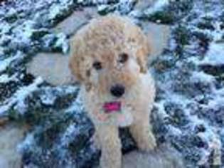 Goldendoodle Puppy for sale in IRWIN, PA, USA