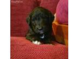 Border Collie Puppy for sale in Granger, WA, USA