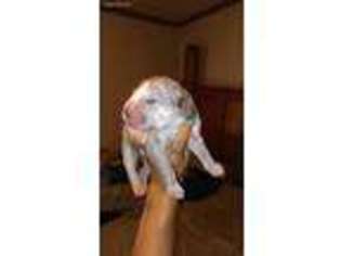 Great Dane Puppy for sale in Matteson, IL, USA
